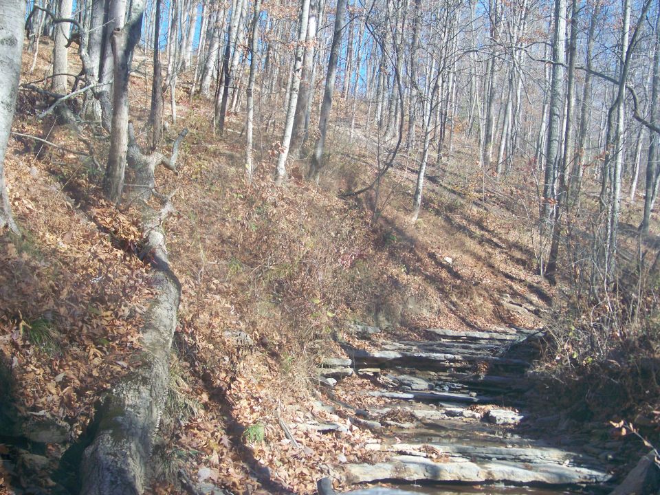 Off-road trail with rocks and fallen leaves in a forest
