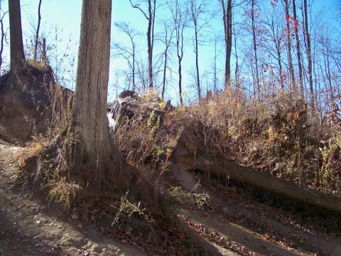 1987 Ford F-250 - A wooded area with a dirt path and a fallen tree across the trail.