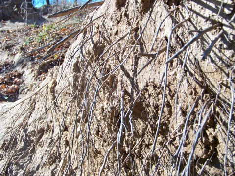 1987 Ford F-250 - Exposed tree roots cling to an eroded dirt embankment, showing the effects of weathering.