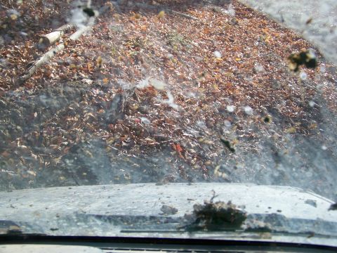1987 Ford F-250 - Debris covers the ground and the vehicle's windshield, suggesting off-road driving.