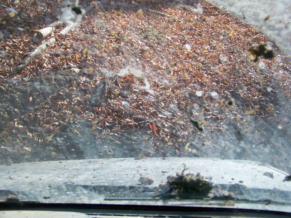 View through a dirty windshield with leaves and debris covering the ground outside