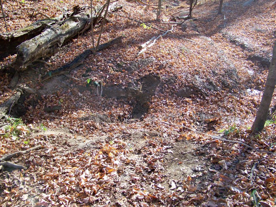 Forest floor covered in fallen leaves and a large fallen log