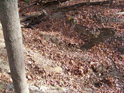 1987 Ford F-250 - Tire tracks are visible in the dirt and fallen leaves, suggesting off-road activity.