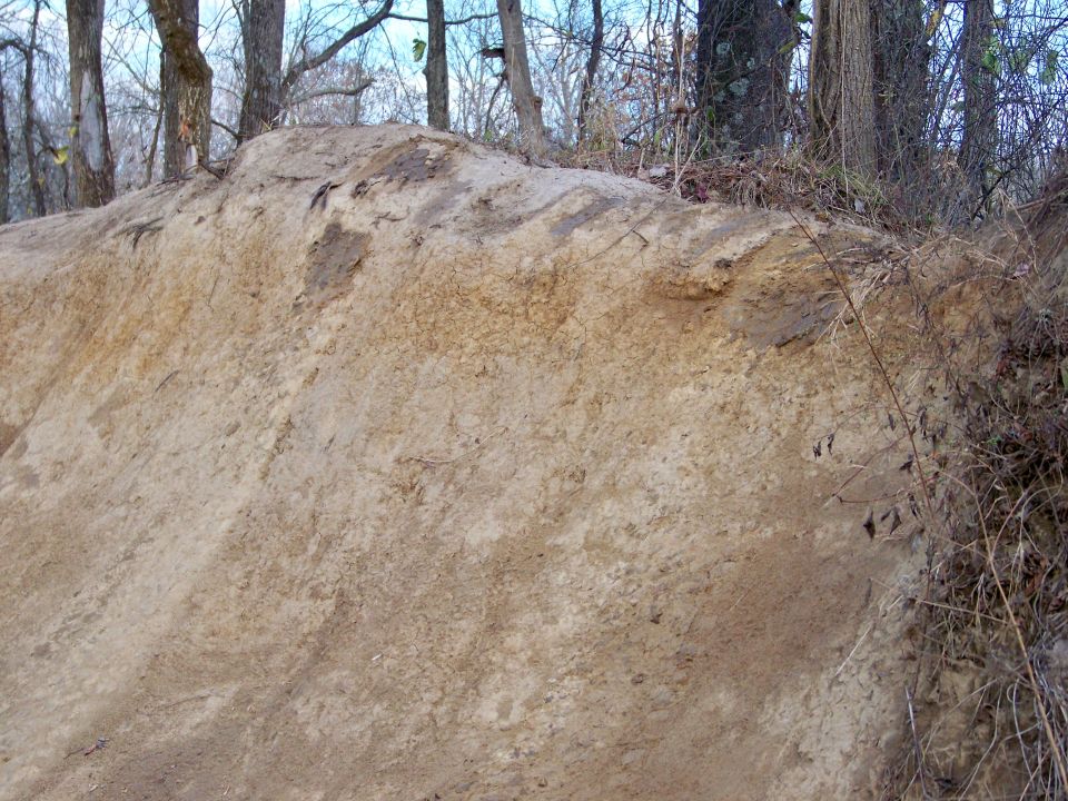 Dirt mound and trees in a wooded area