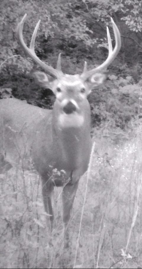 1980 Ford Bronco - I'm still hoping this season I can cross paths with this guy that I caught on the game camera.