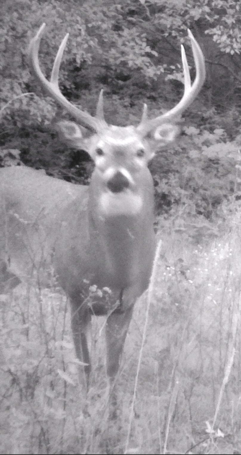 I'm still hoping this season I can cross paths with this guy that I caught on the game camera.