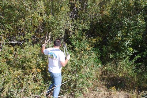 1996 Ford Bronco - A person is actively pruning overgrown vegetation on a sunny day.
