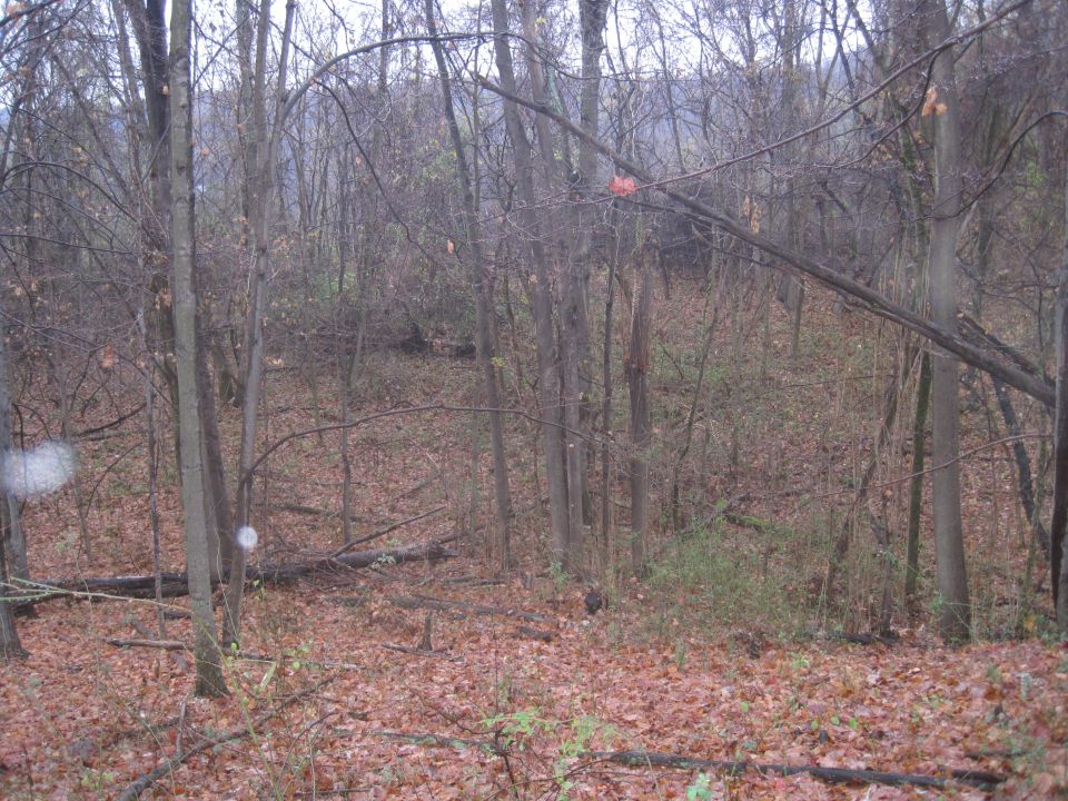 Forest floor covered in fallen leaves with bare trees and brush