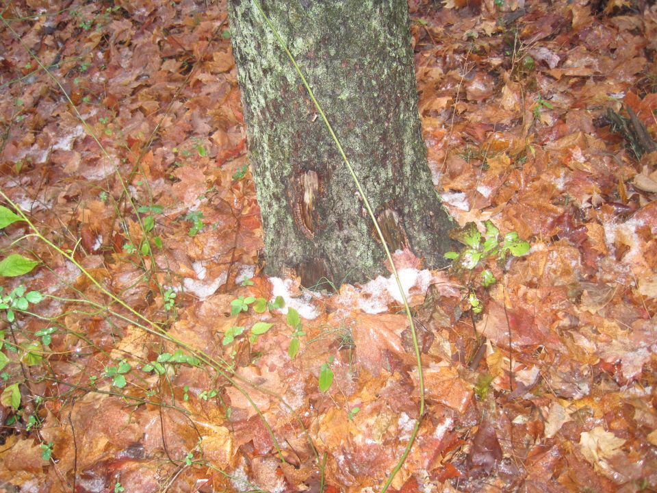 tree trunk surrounded by wet, fallen leaves and some snow