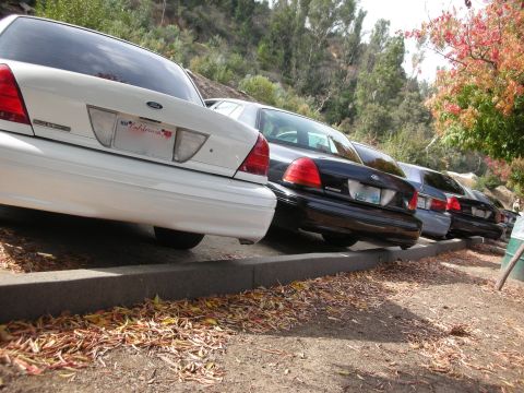 2004 Ford Crown Victoria - A line of Ford Crown Victorias parked on a sunny day, with autumn leaves scattered on the ground.