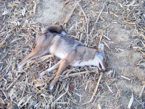 1995 Mercury Grand Marquis - A dead coyote lies on the ground in a field of dry vegetation, with a partial shoe visible in the frame.