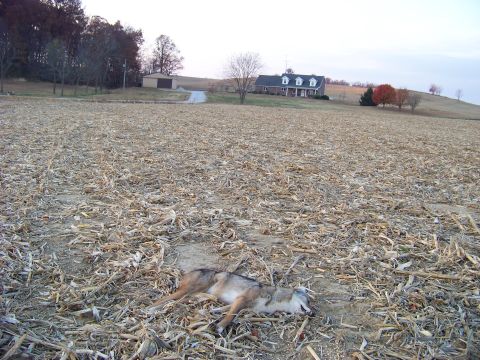 1995 Mercury Grand Marquis - A dead coyote lies in a harvested cornfield, with a house and barn visible in the distance under an overcast sky.