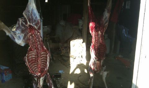 1985 Ford F-150 - Two animal carcasses are hanging, one of which has been gutted, in what appears to be a workshop or garage.