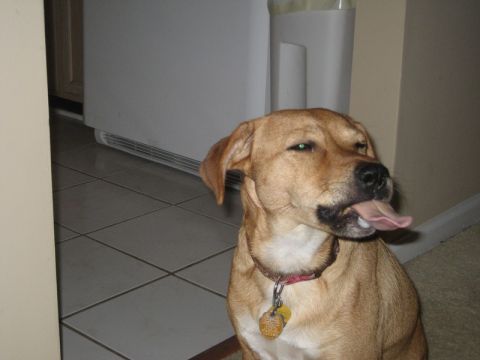 2004 Ford F-150 - A tan short-haired dog with a pink collar and hanging ID tags sits panting in a tiled kitchen doorway beside a white appliance.