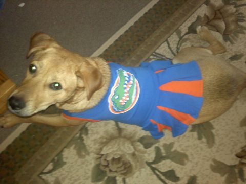 2004 Ford F-150 - A dog is dressed in a blue and orange shirt a gator logo.