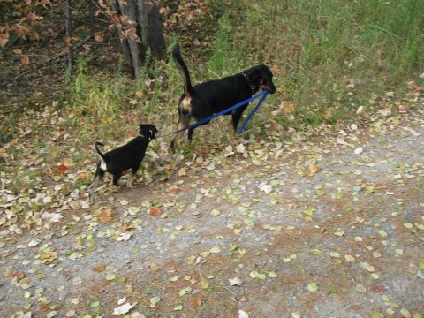1981 Ford Bronco - Two dogs walk along a leaf-strewn path in a wooded area, with the larger dog leading the smaller one.