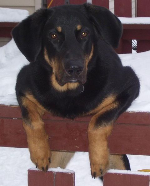 1981 Ford Bronco - A black and tan dog rests its paws on a wooden railing, with snow on the ground and in the background.