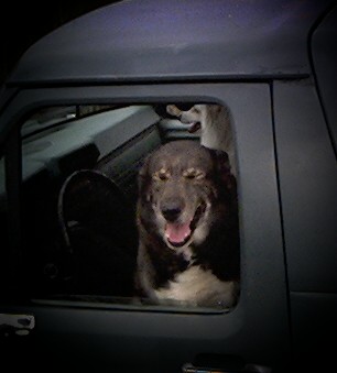 1981 Ford Bronco - Dog is looking out of a car window with a happy expression.