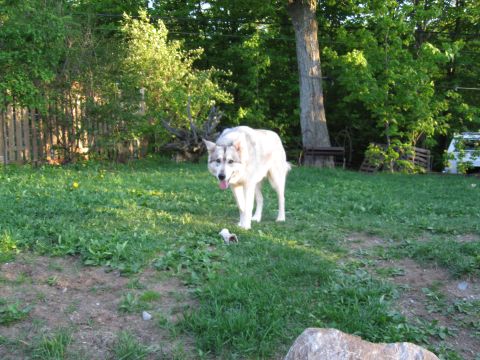 1981 Ford Bronco - A dog stands in a backyard with a wooden fence and trees.