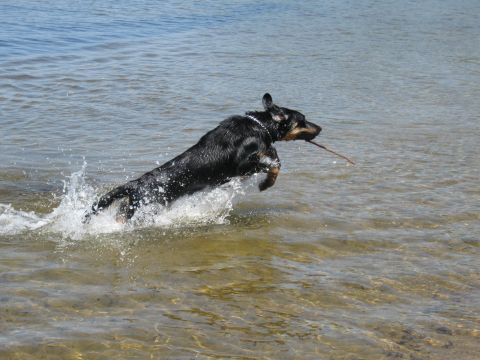 1981 Ford Bronco - A dog splashes through the water while playing fetch with a stick.