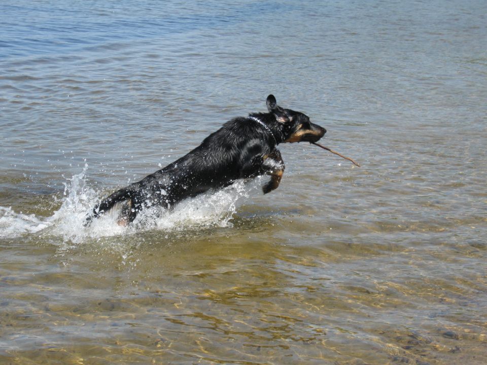 Black and tan dog leaping through water with a stick in its mouth