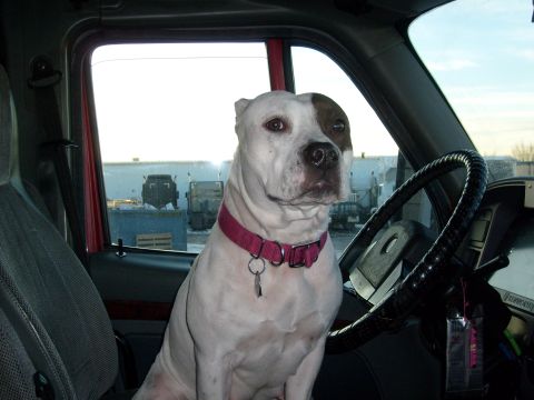 1986 Ford Bronco - A dog sits in the driver's seat of a truck, looking out the window at other vehicles.