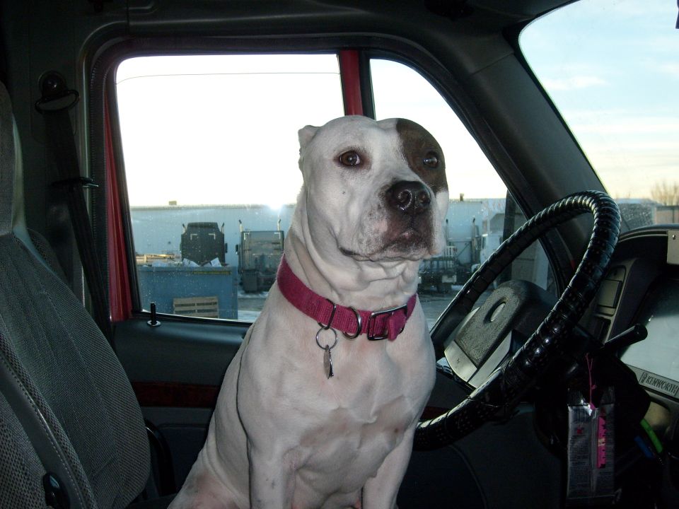 Dog wearing a pink collar sits in the driver's seat of a truck cab. Other trucks are visible outside the window