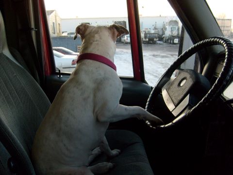 1986 Ford Bronco - A dog sits in the driver's seat of a vehicle, looking out the window.