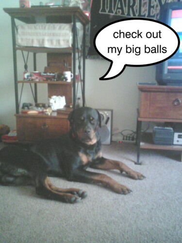 1986 Ford Bronco - A Rottweiler dog is lying on the carpet in a room, with a speech bubble above its head.