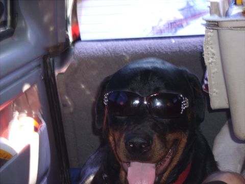 1986 Ford Bronco - Dog wearing sunglasses inside a vehicle, with the Supermotors.net logo visible.