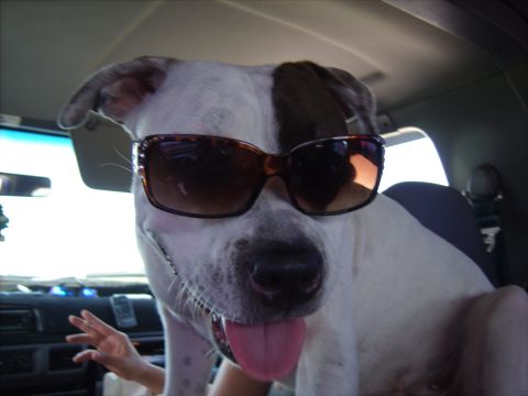 1986 Ford Bronco - A dog wearing sunglasses is sitting in the passenger seat of a car.