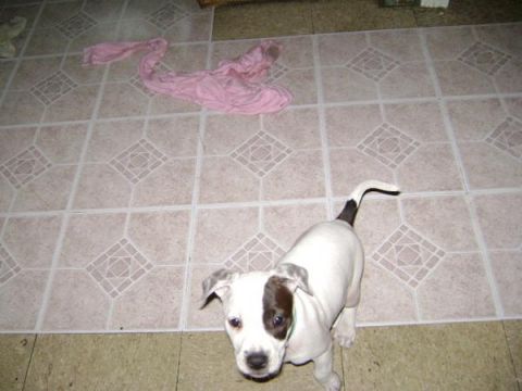 1986 Ford Bronco - A puppy sits on a tiled floor next to a pink cloth.