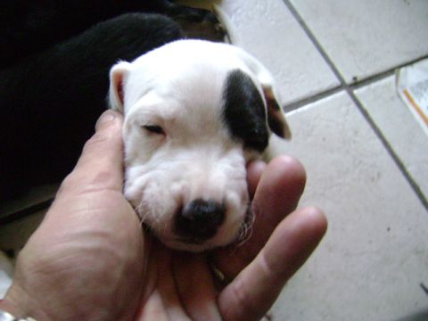 1986 Ford Bronco - A close-up of a puppy being held, with a black patch over its eye and a watermark for Supermotors.net visible.