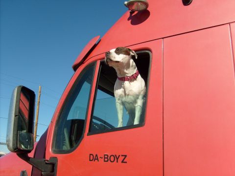 1986 Ford Bronco - Dog rides shotgun in a red semi-truck cab, looking out the window.