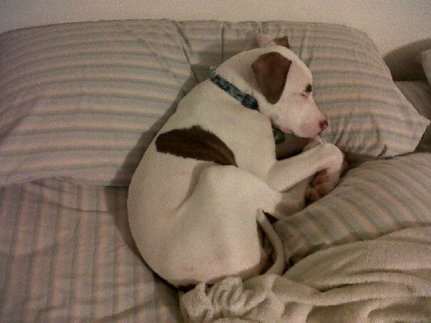 White dog with brown patches sleeping on a bed with striped pillows