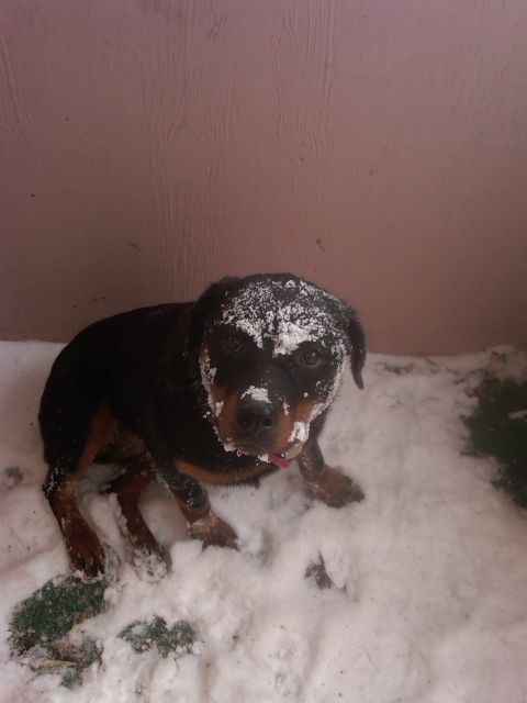 1978 Ford Mustang II - Rottweiler dog covered in snow sits in a snowy environment.