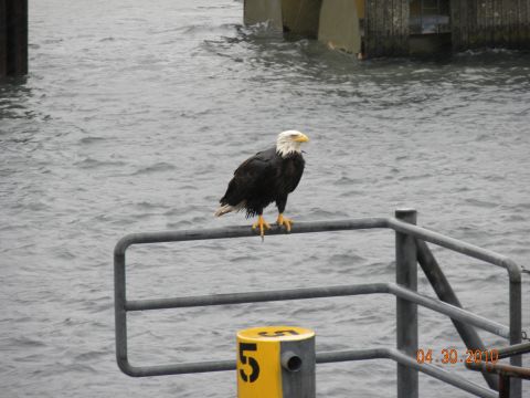 1989 Ford Bronco - Bald eagle rests on a railing near a dock, with a date stamp of 04.30.2010 visible.
