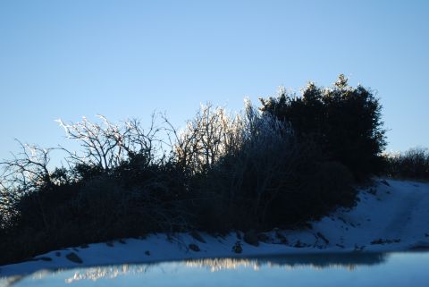 1996 Ford Bronco - A winter scene unfolds with snow-covered ground and ice-laden branches under a bright blue sky.