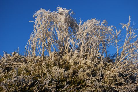 1996 Ford Bronco - Frost-covered trees are seen against a bright blue sky, with a website watermark at the bottom right.