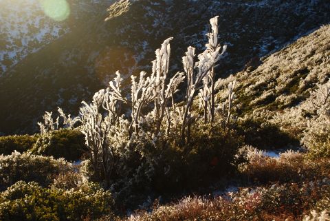 1996 Ford Bronco - Frost covers the branches of trees on a snow-dusted mountain slope as the sun shines through.