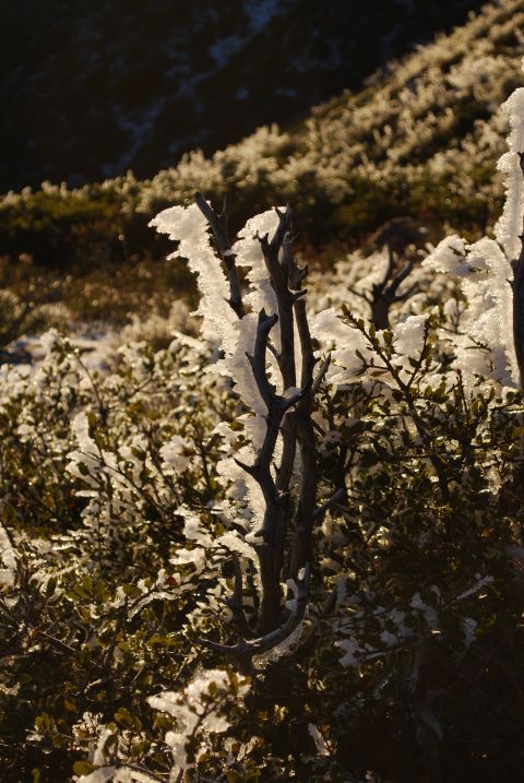 1996 Ford Bronco - A winter scene with branches and bushes covered in ice, illuminated by sunlight.