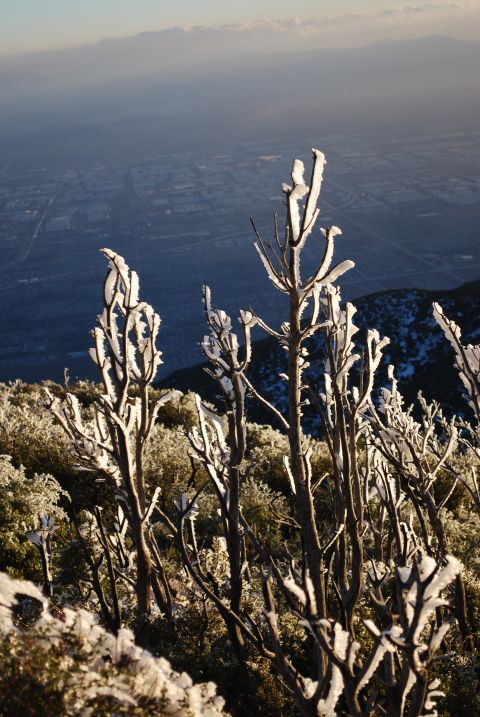 1996 Ford Bronco - A winter scene with frosted branches overlooking a distant city and mountains.