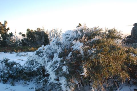 1996 Ford Bronco - Winter scene with snow and ice on vegetation.