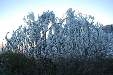 1996 Ford Bronco - Branches and bushes are heavily coated in snow and ice under a clear sky.