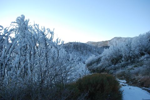 1996 Ford Bronco - Winter scene with snow-covered trees and hills under a clear blue sky.