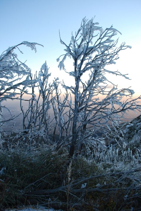 1996 Ford Bronco - Trees are covered in frost and snow with a hazy sky in the background.