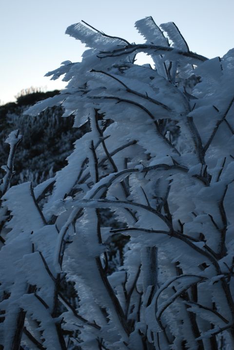 1996 Ford Bronco - Branches coated in ice and snow create a striking winter scene, with a website logo visible in the corner.