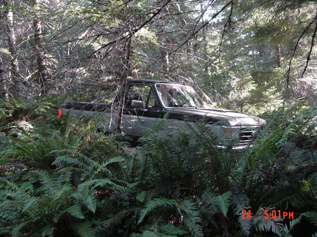 We saw a wild Bronco running in the woods....
