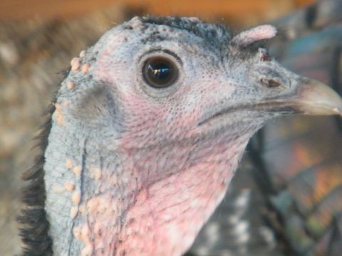 1982 Ford Bronco - A turkey's head is shown in profile, with its eye and beak clearly visible.
