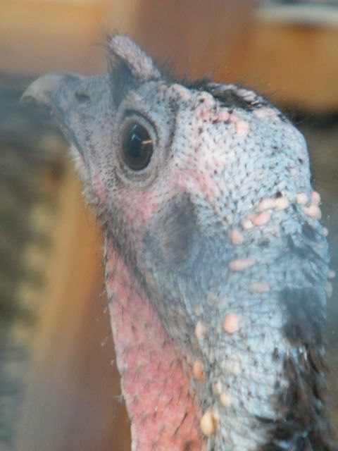 1982 Ford Bronco - Close-up of a turkey's head shows its distinctive textured skin and wattle, with a Supermotors logo visible.